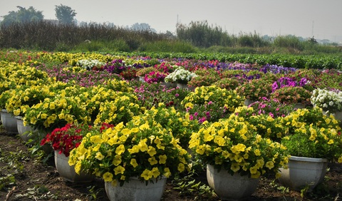 Đột kích làng hoa Sài Gòn đang khoe sắc, chờ Tết - Ảnh 5. Đột kích làng hoa Sài Gòn đang khoe sắc, chờ Tết - Ảnh 5.