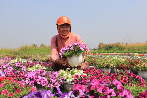 Đột kích làng hoa Sài Gòn đang khoe sắc, chờ Tết - Ảnh 8. Đột kích làng hoa Sài Gòn đang khoe sắc, chờ Tết - Ảnh 8.