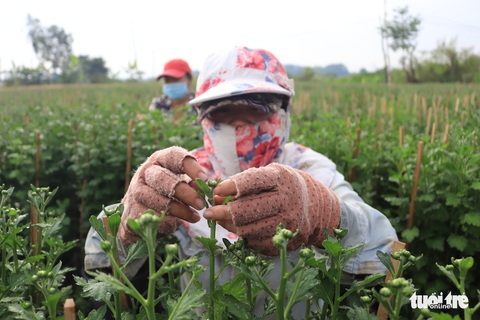Đột kích làng hoa Sài Gòn đang khoe sắc, chờ Tết - Ảnh 3. Đột kích làng hoa Sài Gòn đang khoe sắc, chờ Tết - Ảnh 3.