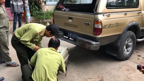 Đã gây mê, di dời nửa đàn khỉ đại náo khu dân cư ở TP.HCM - Ảnh 1. Đã gây mê, di dời nửa đàn khỉ đại náo khu dân cư ở TP.HCM - Ảnh 1.