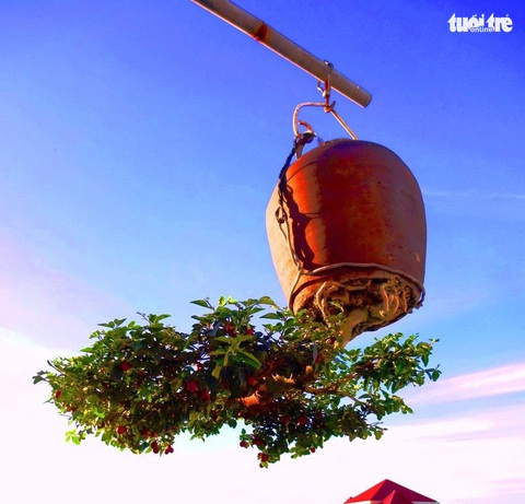 Ông vua của cây bonsai ngược - Ảnh 3. Ông vua của cây bonsai ngược - Ảnh 3.