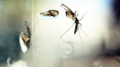 Phát hiện kháng thể ngăn chặn cả 4 chủng virus gây bệnh sốt xuất huyết - Ảnh 1. Phát hiện kháng thể ngăn chặn cả 4 chủng virus gây bệnh sốt xuất huyết - Ảnh 1.