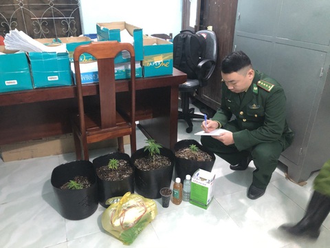 Mua hạt cần sa từ trên mạng về... trồng thử - Ảnh 1. Mua hạt cần sa từ trên mạng về... trồng thử - Ảnh 1.