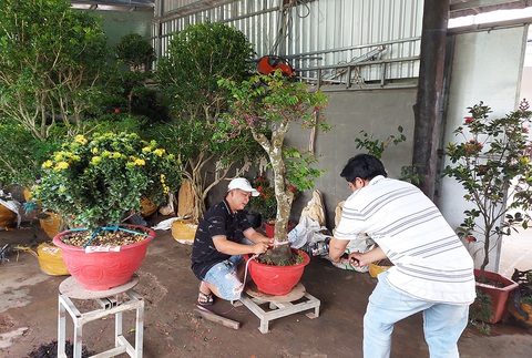 Đưa kiểng tết lên chợ mạng - Ảnh 1. Đưa kiểng tết lên chợ mạng - Ảnh 1.