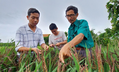 Tôi mua muối về... bón lúa, người ta bảo tôi điên - Ảnh 1. Tôi mua muối về... bón lúa, người ta bảo tôi điên - Ảnh 1.