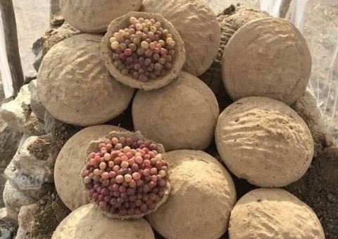 Cách bảo quản hoa quả luôn tươi ngon suốt nửa năm tại Afghanistan - Ảnh 1. Cách bảo quản hoa quả luôn tươi ngon suốt nửa năm tại Afghanistan - Ảnh 1.