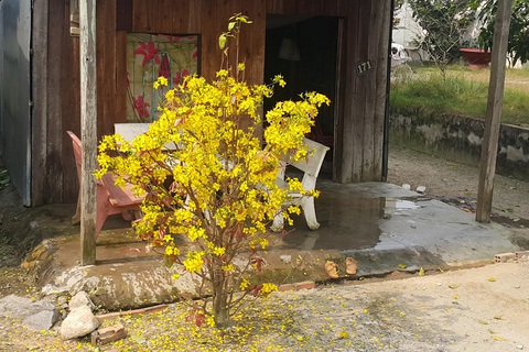 Tết xưa - Tết nay: Nhìn gốc mai, nhớ ông, nhớ bà, nhớ Tết năm nào - Ảnh 1. Tết xưa - Tết nay: Nhìn gốc mai, nhớ ông, nhớ bà, nhớ Tết năm nào - Ảnh 1.