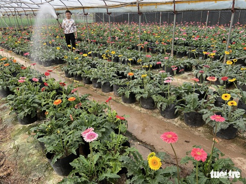 Tấp nập buôn bán, làng trồng hoa Hạ Lôi gỡ gạc sau lần bị phong tỏa - Ảnh 5. Tấp nập buôn bán, làng trồng hoa Hạ Lôi gỡ gạc sau lần bị phong tỏa - Ảnh 5.