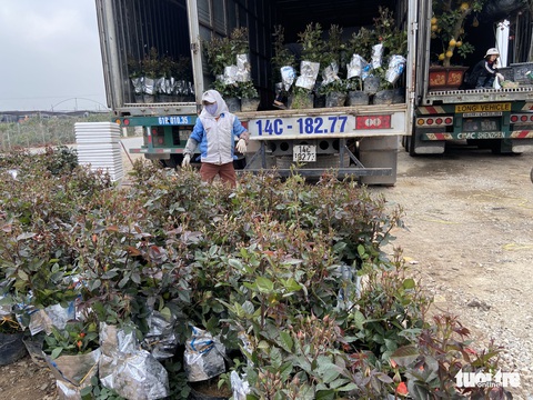 Tấp nập buôn bán, làng trồng hoa Hạ Lôi gỡ gạc sau lần bị phong tỏa - Ảnh 6. Tấp nập buôn bán, làng trồng hoa Hạ Lôi gỡ gạc sau lần bị phong tỏa - Ảnh 6.