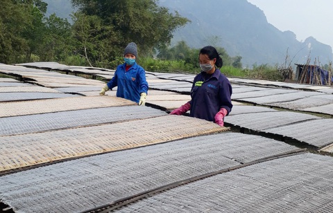 Nhộn nhịp xuống lá mai đón tết - Ảnh 2. Nhộn nhịp xuống lá mai đón tết - Ảnh 2.