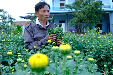 Đoạn kết có hậu cho người đàn ông bị kẻ xấu phá 400 chậu hoa cúc - Ảnh 2. Đoạn kết có hậu cho người đàn ông bị kẻ xấu phá 400 chậu hoa cúc - Ảnh 2.