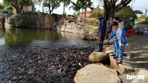 Hàng ngàn con cá trê đen nổi sệt trên mặt hồ trong thiền viện Trúc Lâm - Ảnh 3. Hàng ngàn con cá trê đen nổi sệt trên mặt hồ trong thiền viện Trúc Lâm - Ảnh 3.