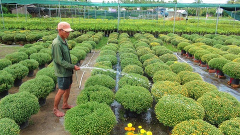 Hoa tết vào vụ, nhà vườn nhấp nhổm lo âu - Ảnh 3. Hoa tết vào vụ, nhà vườn nhấp nhổm lo âu - Ảnh 3.