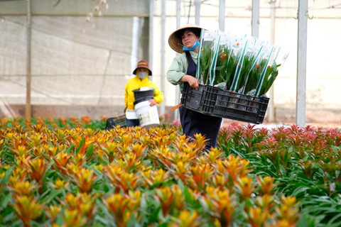 Hoa tết vào vụ, nhà vườn nhấp nhổm lo âu - Ảnh 1. Hoa tết vào vụ, nhà vườn nhấp nhổm lo âu - Ảnh 1.