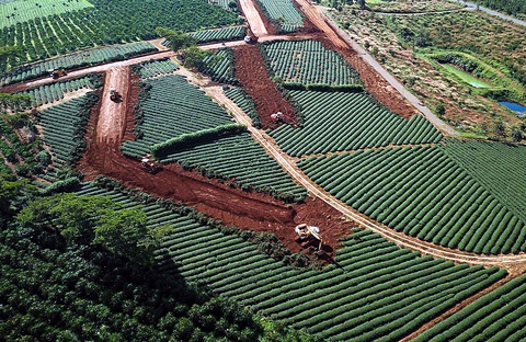 Xẻ đồi chè, xẻ cuộc sống người Bảo Lộc - Ảnh 1. Xẻ đồi chè, xẻ cuộc sống người Bảo Lộc - Ảnh 1.