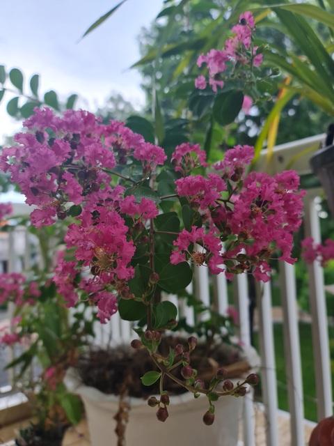 Vợ chồng gấu ó mùa dịch - Ảnh 2. Vợ chồng gấu ó mùa dịch - Ảnh 2.