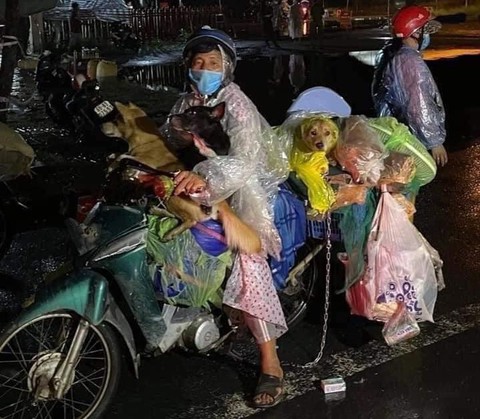Tiêu hủy đàn chó khi chủ nhiễm COVID-19: Phải có cơ sở khoa học dịch tễ và pháp lý - Ảnh 1. Tiêu hủy đàn chó khi chủ nhiễm COVID-19: Phải có cơ sở khoa học dịch tễ và pháp lý - Ảnh 1.