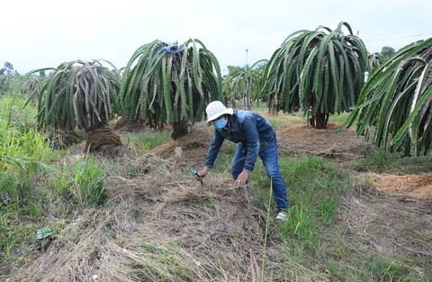 Dân trồng thanh long khổ sở vì nước từ mỏ đá Chóp Vung tràn ra ngập úng - Ảnh 3. Dân trồng thanh long khổ sở vì nước từ mỏ đá Chóp Vung tràn ra ngập úng - Ảnh 3.