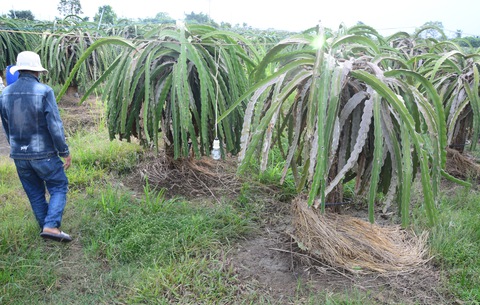 Dân trồng thanh long khổ sở vì nước từ mỏ đá Chóp Vung tràn ra ngập úng - Ảnh 2. Dân trồng thanh long khổ sở vì nước từ mỏ đá Chóp Vung tràn ra ngập úng - Ảnh 2.