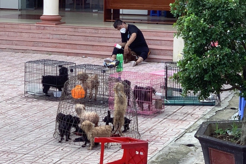 Chủ F0 đi cách ly, đàn chó 12 con được chăm sóc, tắm rửa: Để nó chết sao được - Ảnh 1. Chủ F0 đi cách ly, đàn chó 12 con được chăm sóc, tắm rửa: Để nó chết sao được - Ảnh 1.