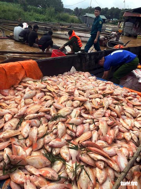 Mưa lũ, thủy điện xả nước dồn dập, hơn 750 tấn cá bè trên sông Đồng Nai chết trắng - Ảnh 1. Mưa lũ, thủy điện xả nước dồn dập, hơn 750 tấn cá bè trên sông Đồng Nai chết trắng - Ảnh 1.