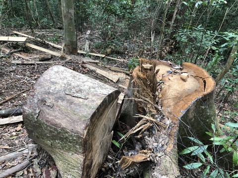Cây dổi, thông nàng đường kính cả mét trong rừng phòng hộ bị lâm tặc đốn hạ - Ảnh 6. Cây dổi, thông nàng đường kính cả mét trong rừng phòng hộ bị lâm tặc đốn hạ - Ảnh 6.