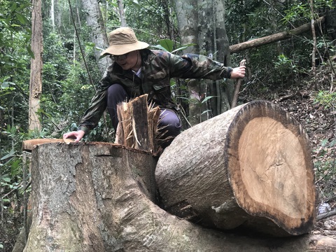 Cây dổi, thông nàng đường kính cả mét trong rừng phòng hộ bị lâm tặc đốn hạ - Ảnh 5. Cây dổi, thông nàng đường kính cả mét trong rừng phòng hộ bị lâm tặc đốn hạ - Ảnh 5.
