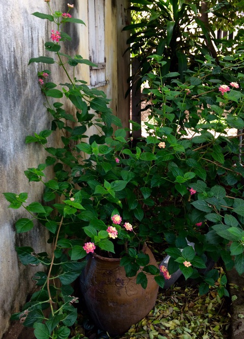 Cuộc thi Nhà tôi - Mái ấm: Nhà má - Ảnh 6. Cuộc thi Nhà tôi - Mái ấm: Nhà má - Ảnh 6.