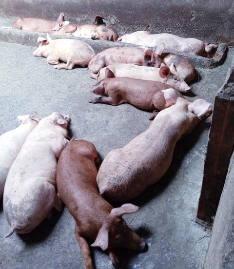 Dịch tả heo châu Phi đang bùng phát ở Kiên Giang - Ảnh 1. Dịch tả heo châu Phi đang bùng phát ở Kiên Giang - Ảnh 1.