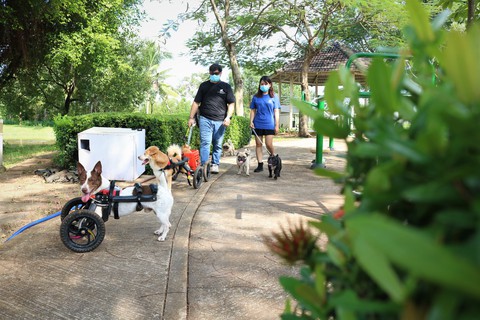 Cặp đôi vợ Việt chồng Tây làm xe lăn cho chó mèo khuyết tật ở Sài Gòn - Ảnh 1. Cặp đôi vợ Việt chồng Tây làm xe lăn cho chó mèo khuyết tật ở Sài Gòn - Ảnh 1.