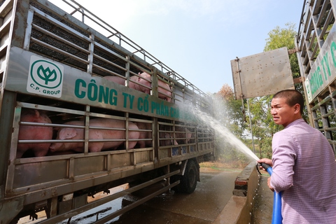 Giá heo hơi tăng trở lại từng ngày, sắp quay lại mốc 50.000 đồng/kg - Ảnh 2. Giá heo hơi tăng trở lại từng ngày, sắp quay lại mốc 50.000 đồng/kg - Ảnh 2.