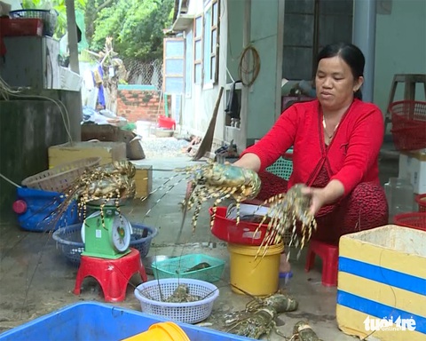 Tôm hùm to ‘sốc’ nước lũ, người nuôi chết điếng - Ảnh 2. Tôm hùm to ‘sốc’ nước lũ, người nuôi chết điếng - Ảnh 2.