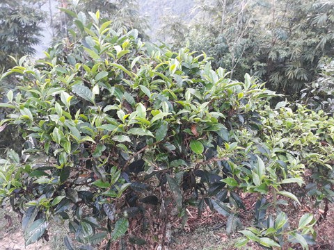 Bài tham dự cuộc thi Nhà tôi - Mái ấm: Ngôi nhà đó có gì khiến tôi mê đến vậy? - Ảnh 5. Bài tham dự cuộc thi Nhà tôi - Mái ấm: Ngôi nhà đó có gì khiến tôi mê đến vậy? - Ảnh 5.