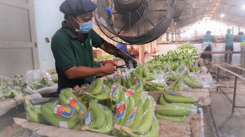 Các vua nông sản nhắn gửi bộ trưởng Bộ NN&PTNT - Ảnh 1. Các vua nông sản nhắn gửi bộ trưởng Bộ NN&PTNT - Ảnh 1.