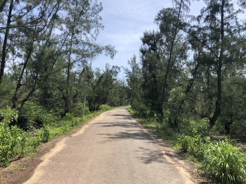 Chỉnh đường ‘nghìn tỉ’ ven biển để giữ rừng phòng hộ - Ảnh 4. Chỉnh đường ‘nghìn tỉ’ ven biển để giữ rừng phòng hộ - Ảnh 4.
