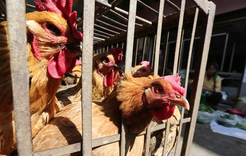 Trung Quốc phát hiện thêm người nhiễm virus cúm gia cầm H5N6 - Ảnh 1. Trung Quốc phát hiện thêm người nhiễm virus cúm gia cầm H5N6 - Ảnh 1.