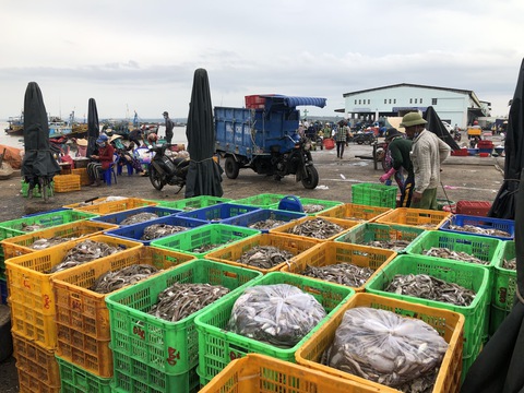 Ngư dân tranh thủ trước giờ cảng cá Phan Thiết tạm dừng hoạt động - Ảnh 2. Ngư dân tranh thủ trước giờ cảng cá Phan Thiết tạm dừng hoạt động - Ảnh 2.
