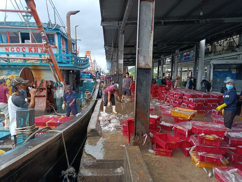 Giá xăng dầu tăng cao, tàu cá nằm bờ - Ảnh 2. Giá xăng dầu tăng cao, tàu cá nằm bờ - Ảnh 2.