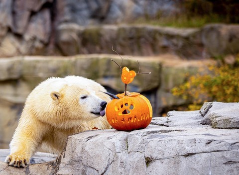 Đủ sắc màu thế giới mừng lễ hội hóa trang Halloween - Ảnh 8. Đủ sắc màu thế giới mừng lễ hội hóa trang Halloween - Ảnh 8.