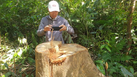 Điều tra, xử nghiêm vụ phá rừng tự nhiên ở Bắc Trà My - Ảnh 1. Điều tra, xử nghiêm vụ phá rừng tự nhiên ở Bắc Trà My - Ảnh 1.
