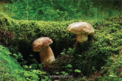 Các đặc tính chống viêm nhiễm, kháng u hiệu quả của nấm Agaricus blazei Murill (AbM) - Ảnh 1. Các đặc tính chống viêm nhiễm, kháng u hiệu quả của nấm Agaricus blazei Murill (AbM) - Ảnh 1.