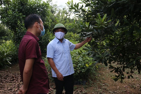 Lạng Sơn: Hiệu quả kinh tế từ trồng cây mắc ca - Ảnh 1. Lạng Sơn: Hiệu quả kinh tế từ trồng cây mắc ca - Ảnh 1.