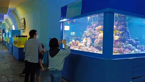 Cua hoàng đế tím siêu hiếm xuất hiện sau gần 8 năm tại Nha Trang - Ảnh 7. Cua hoàng đế tím siêu hiếm xuất hiện sau gần 8 năm tại Nha Trang - Ảnh 7.