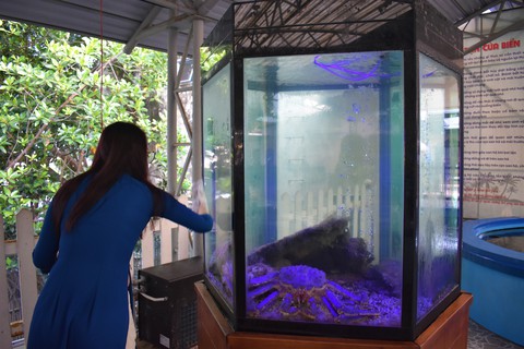 Cua hoàng đế tím siêu hiếm xuất hiện sau gần 8 năm tại Nha Trang - Ảnh 4. Cua hoàng đế tím siêu hiếm xuất hiện sau gần 8 năm tại Nha Trang - Ảnh 4.