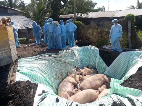 Kiên Giang: Dịch tả heo châu Phi dần được khống chế - Ảnh 1. Kiên Giang: Dịch tả heo châu Phi dần được khống chế - Ảnh 1.
