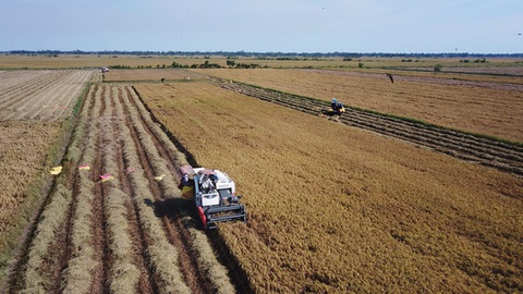 Đến năm 2030, giảm gần 350.000ha đất lúa, tăng 120.000ha đất công nghiệp - Ảnh 1. Đến năm 2030, giảm gần 350.000ha đất lúa, tăng 120.000ha đất công nghiệp - Ảnh 1.