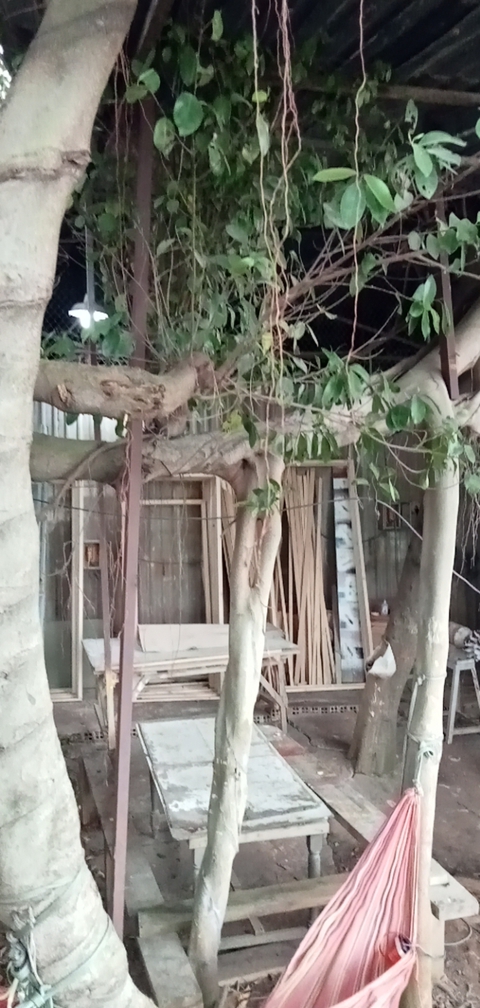 Khỉ cụt 1 bàn chân bất ngờ xuất hiện cắn người ở quận 12, TP.HCM - Ảnh 2. Khỉ cụt 1 bàn chân bất ngờ xuất hiện cắn người ở quận 12, TP.HCM - Ảnh 2.