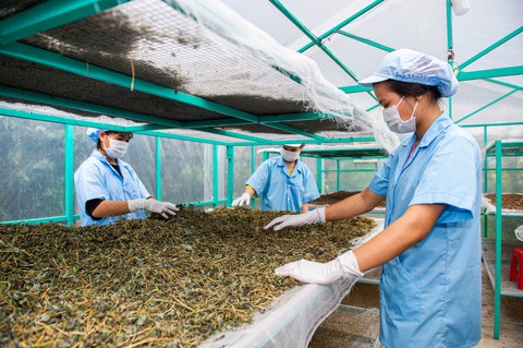 Bỏ phố về vườn - Kỳ 1: Trở về theo tiếng gọi nơi hoang dã - Ảnh 2. Bỏ phố về vườn - Kỳ 1: Trở về theo tiếng gọi nơi hoang dã - Ảnh 2.
