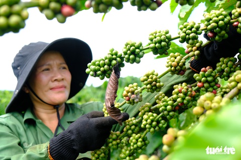 Nhà vườn Tây Nguyên khát nhân công hái cà phê - Ảnh 1. Nhà vườn Tây Nguyên khát nhân công hái cà phê - Ảnh 1.