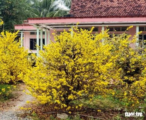 Dìa đây là nghe mùi Tết hà! - Ảnh 3. Dìa đây là nghe mùi Tết hà! - Ảnh 3.